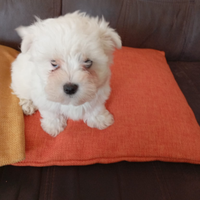 Maltipoo