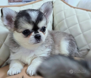 Chihuahua piccolissimi Leggi no messaggi