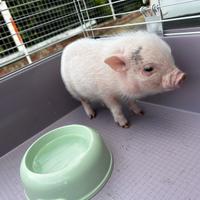 Mini pig