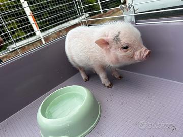 Mini pig