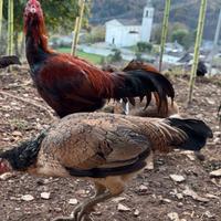 U.o.v.a Galline Combattente Thai