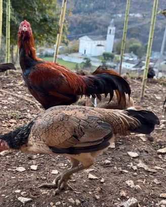 U.o.v.a Galline Combattente Thai