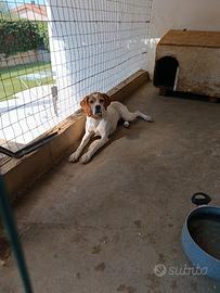 Pointer Inglese femmina