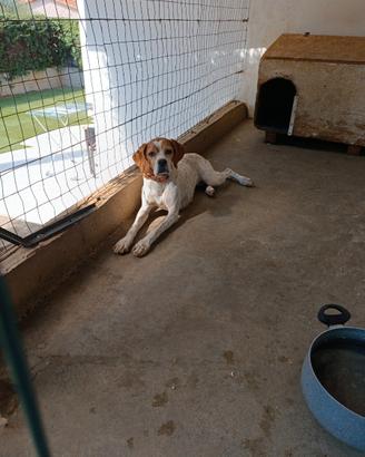 Pointer Inglese femmina