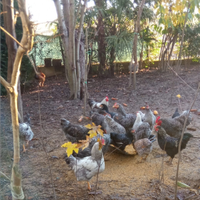 Polli,galline,conigli,oche