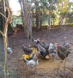 Polli,anatre,galline,conigli,oche