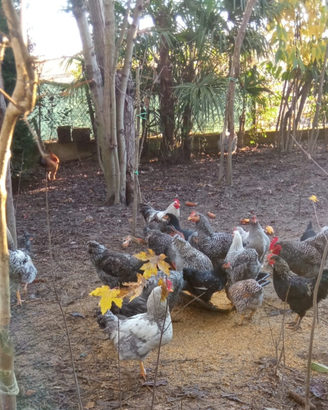 Galline