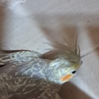 Calopsiti