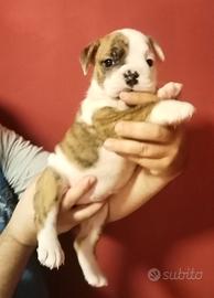 Bulldog MASCHI