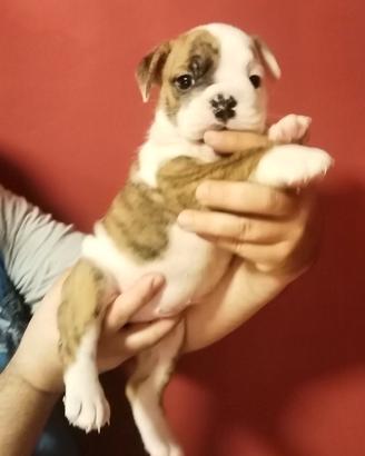 Bulldog MASCHI