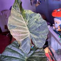 alocasia regal shield aurea