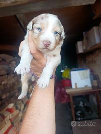 Australian Sheperd Femmina Red Merle 