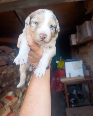 Australian Sheperd Femmina Red Merle 