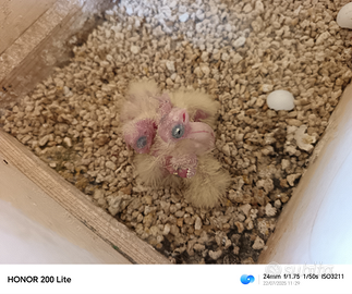 Adorabili pulli di calopsite