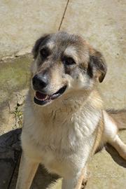 Teseo 2 anni di età, taglia media