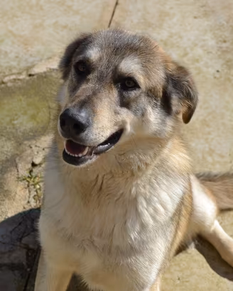 Teseo 2 anni di età, taglia media