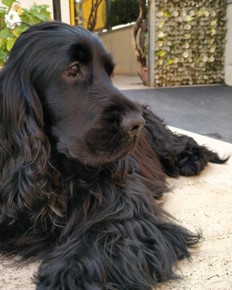 Disponibile x monta