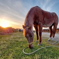 Cavallo