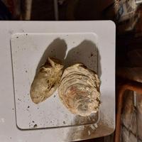 Esemplari di fossili di diverse origini