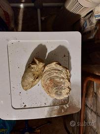 Esemplari di fossili di diverse origini