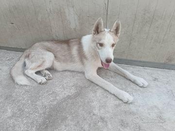 Cucciolo di Siberian Husky