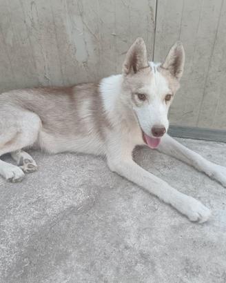 Cucciolo di Siberian Husky