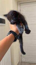 Gattine bellissime e gia svezzate