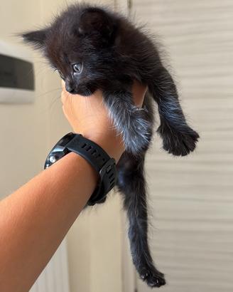 Gattine bellissime e gia svezzate