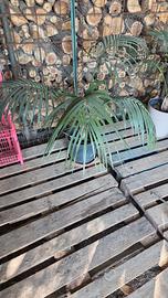 Howea Belmoreana (Kentia)