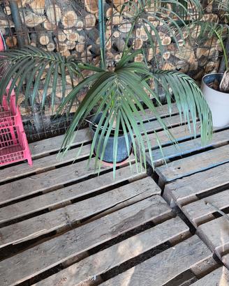 Howea Belmoreana (Kentia)