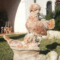 Gallina Padovana Nana
