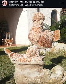 Gallina Padovana Nana