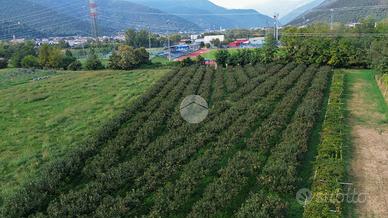 TER. AGRICOLO A CONCESIO