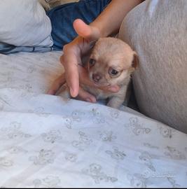 Chihuahua