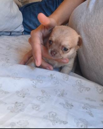Chihuahua