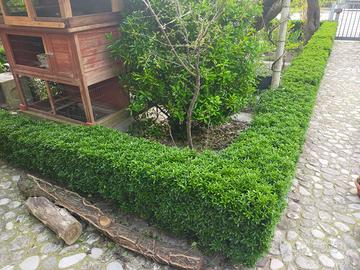 Piantine Euonimus Siepe nana Lacustrum