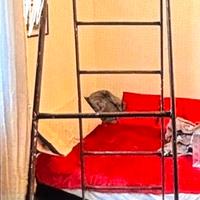 Scala in ferro