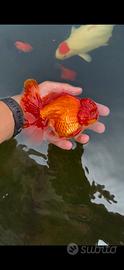Oranda da laghetto o acquario