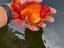Immagine 1