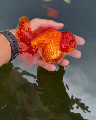 Oranda da laghetto o acquario