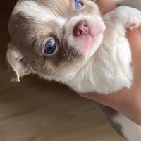 Chihuahua con pedigree