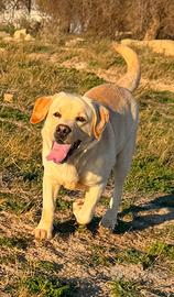 Labrador con pedigree per monta
