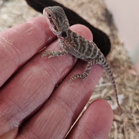 Pogona baby