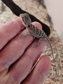 Pogona baby