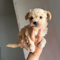 Barboncini toy minitoy e maltipoo