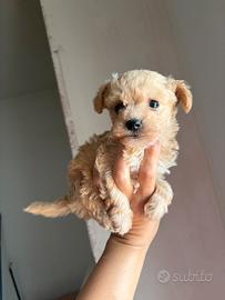 Barboncini toy minitoy e maltipoo