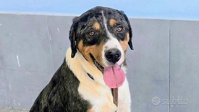 Mix Pastore Australiano, 1 anno e mezzo 