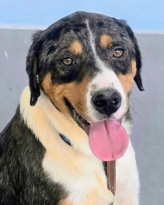 Mix Pastore Australiano, 1 anno e mezzo 