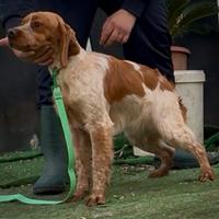 Epagneul breton femmina