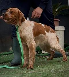 Epagneul breton femmina